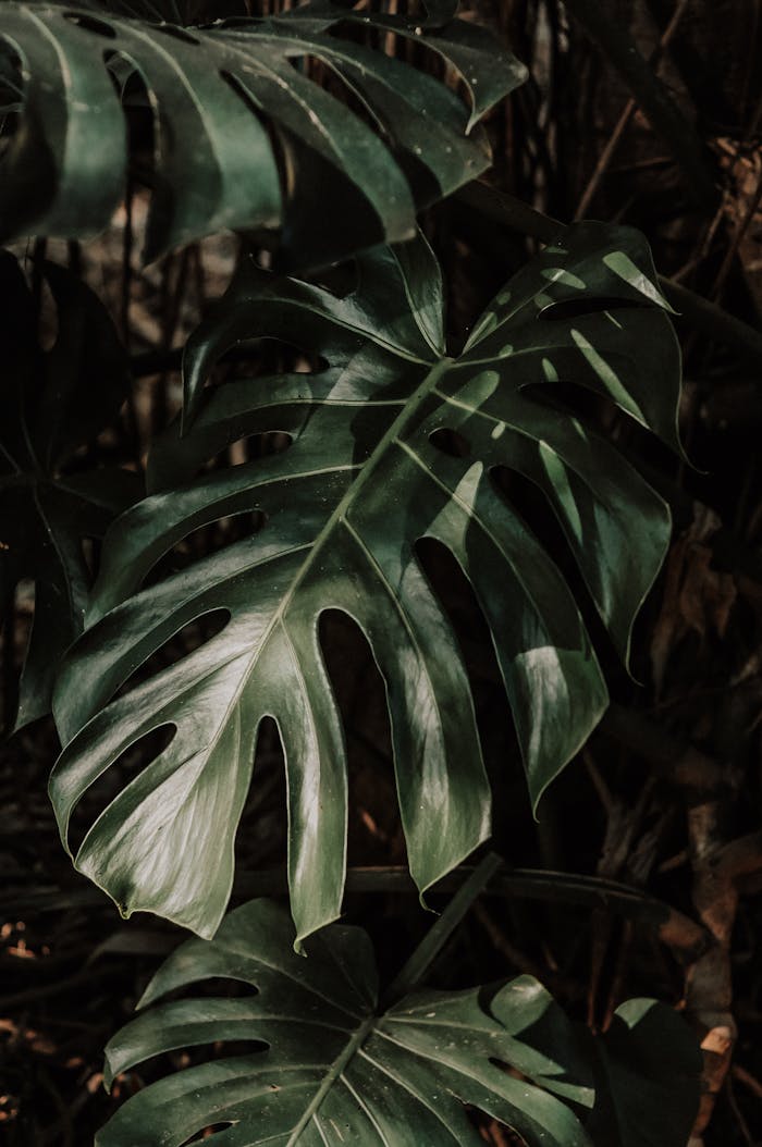 A close-up shot of lush Monstera leaves with dramatic lighting and shadows.
