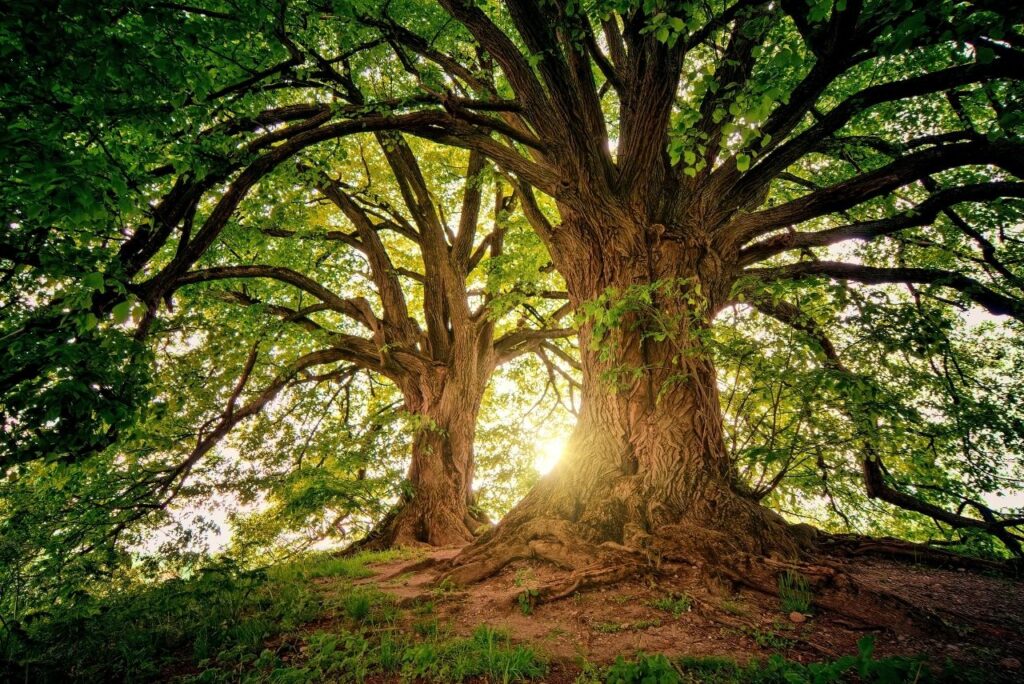 large imposing tree rooted and strong with branches large imposing tree rooted and strong with branches